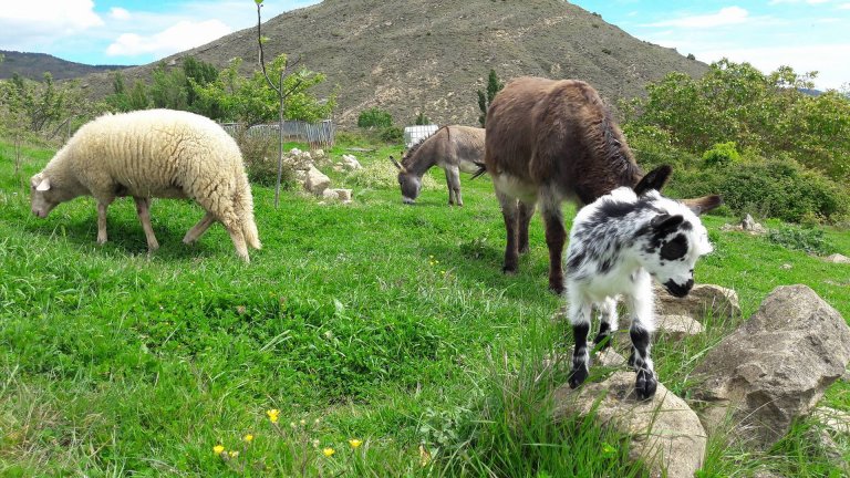 ¿Cómo montar un Santuario?