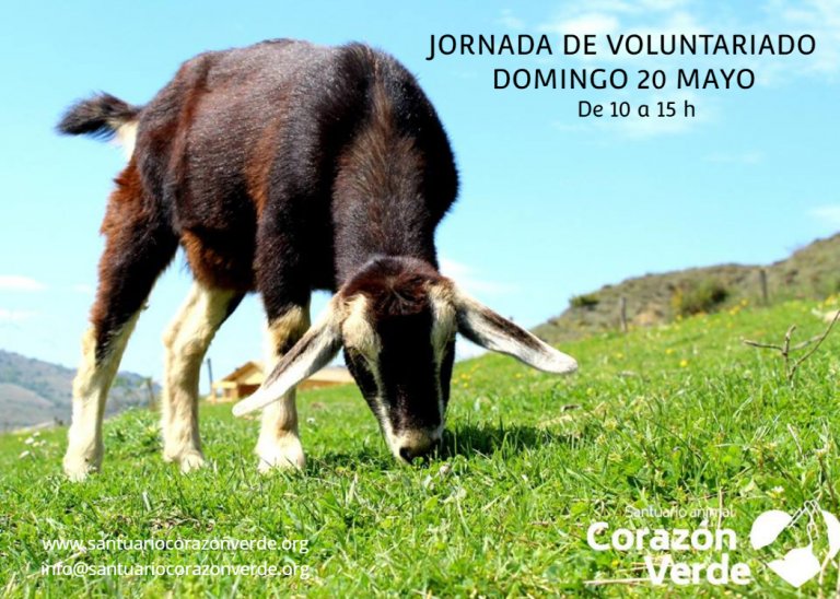 JORNADA VOLUNTARIADO