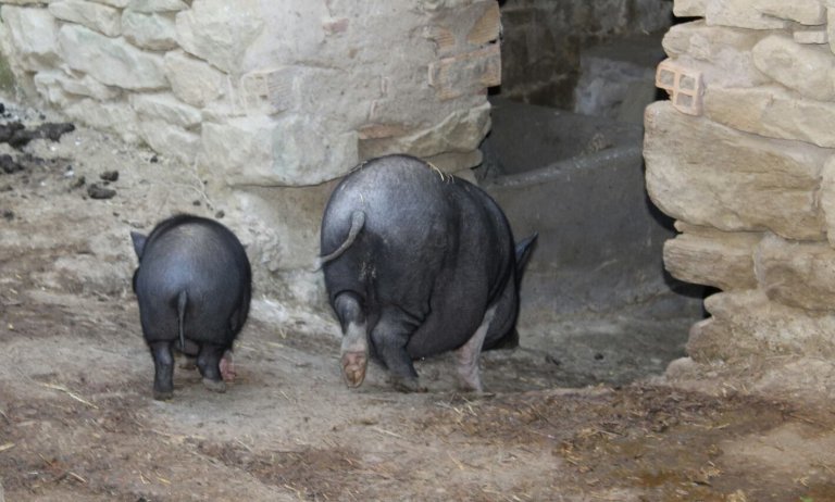 La vida en un santuario animal