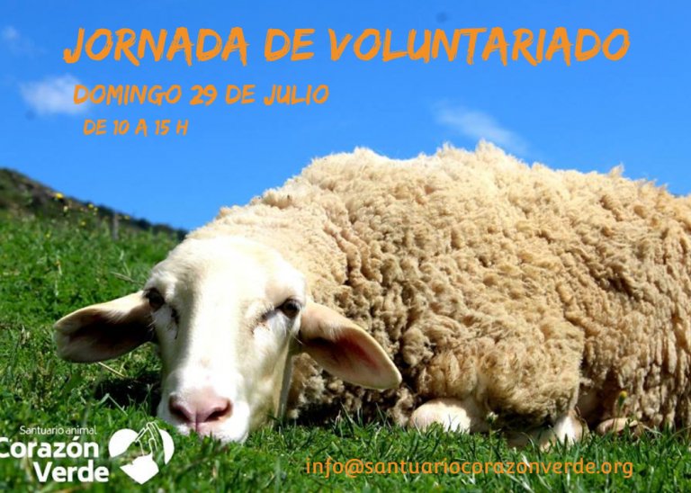 Voluntariado